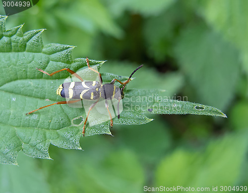 Image of Wasp Beetle