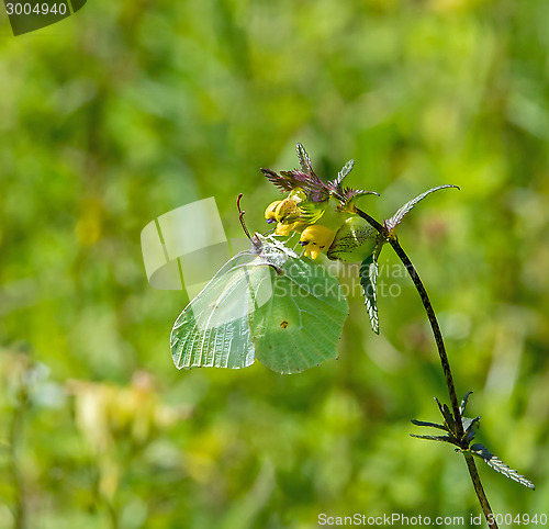 Image of Brimstone Butterfly