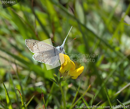 Image of Common Blue Butterfly