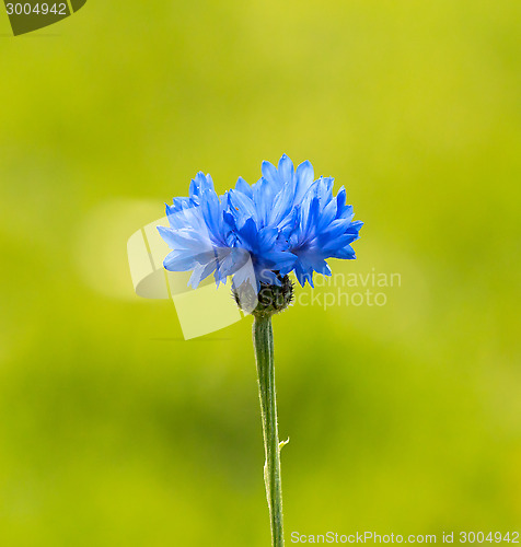 Image of Cornflower