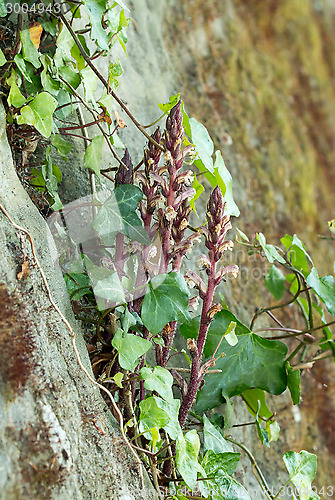 Image of Ivy Broomrape