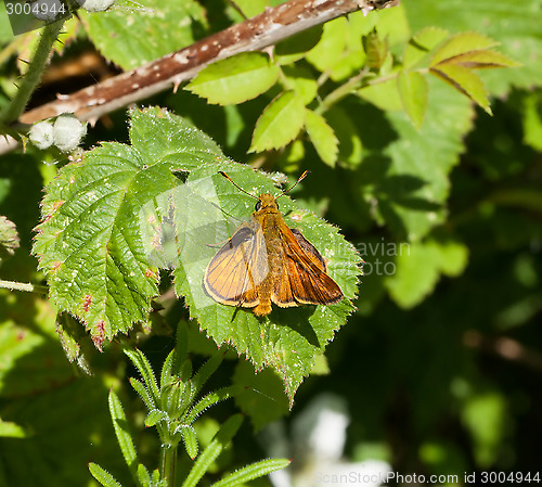 Image of Large Skipper