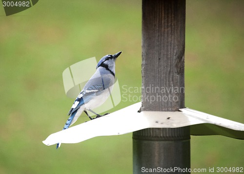 Image of Blue Jay at feeder