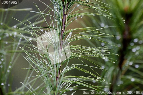 Image of Pine Needles and dew