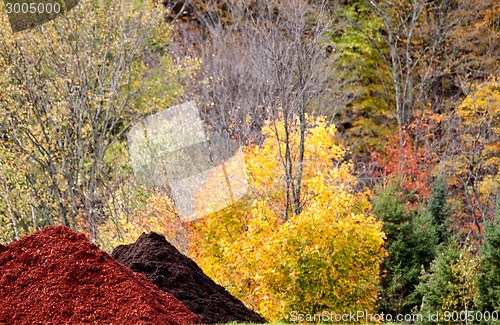 Image of Autumn Colors and wood chip pile