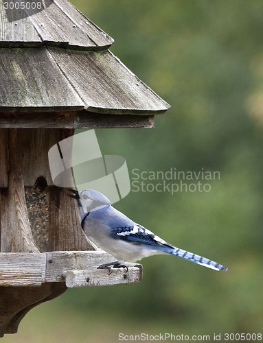 Image of Blue Jay at feeder