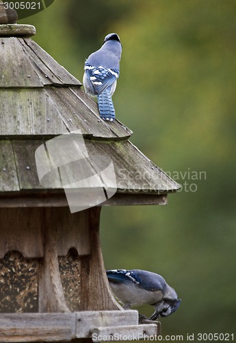 Image of Blue Jay at feeder