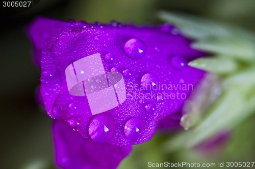 Image of Close up Pink Flower purple