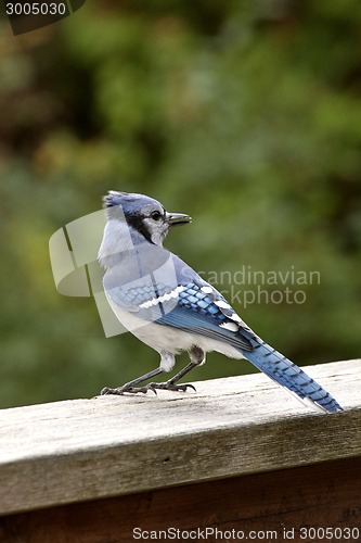 Image of Blue Jay at feeder