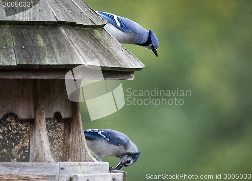 Image of Blue Jay at feeder