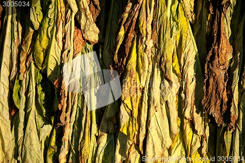 Image of Tobacco Drying