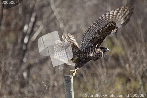 Image of Juvenile Golden Eagle Wings spread