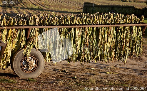 Image of Tobacco Drying