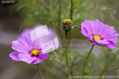 Image of Close up Pink Flower