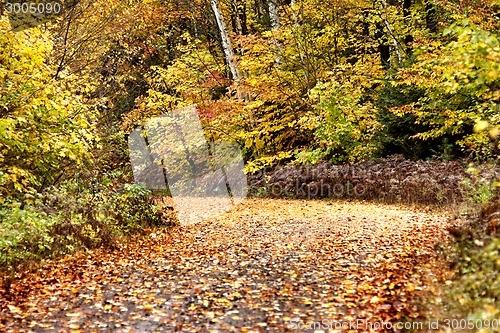 Image of Autumn Colors and road 