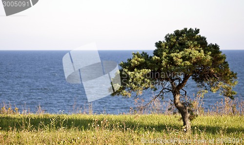 Image of Lone Tree