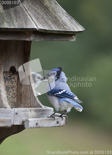 Image of Blue Jay at feeder