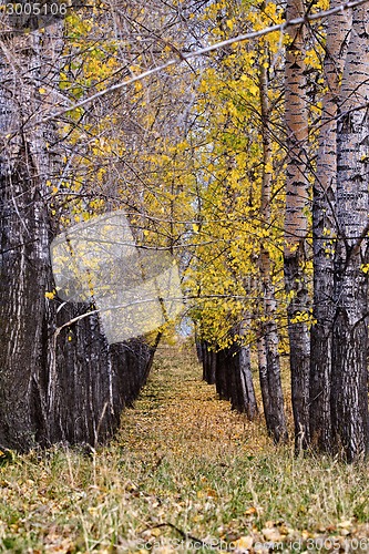 Image of Autumn Trees