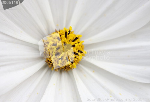 Image of Close Up Daisy