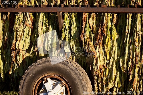 Image of Tobacco Drying