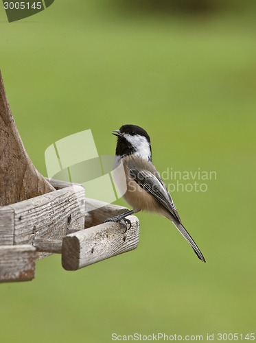 Image of chickadee at feeder