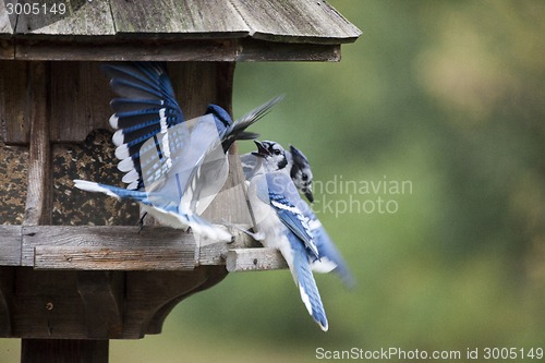 Image of Blue Jay at feeder