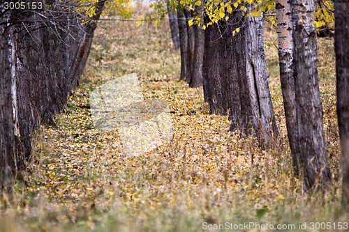 Image of Autumn Trees