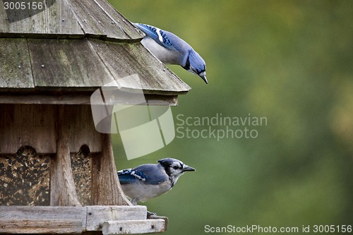 Image of Blue Jay at feeder