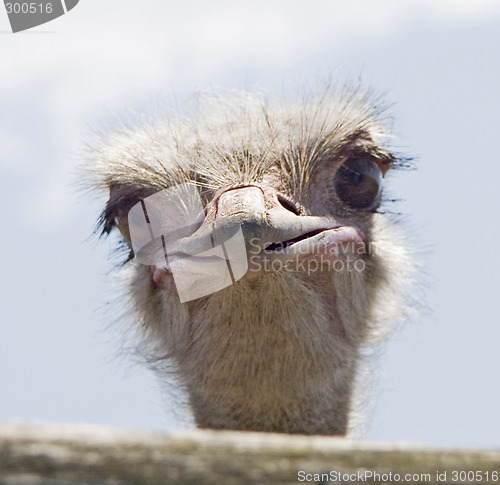 Image of ostrich