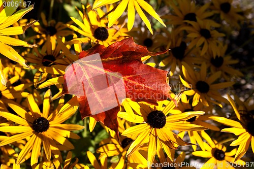 Image of Maple Leaf Autumn