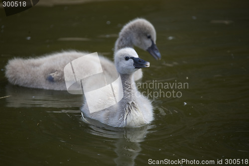 Image of duck