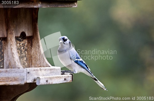 Image of Blue Jay at feeder