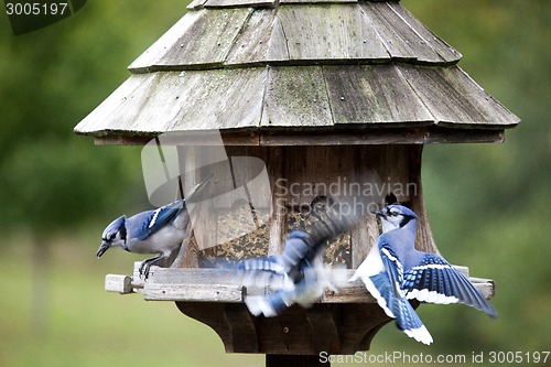 Image of Blue Jay at feeder