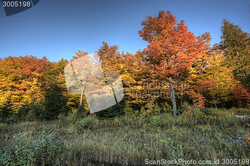 Image of Autumn Trees
