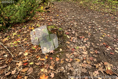 Image of Fall Leaves and stump