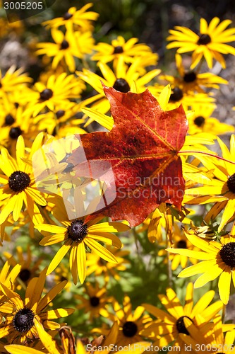 Image of Maple Leaf Autumn