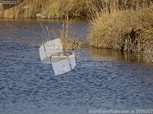 Image of Painted Turtles on a rock