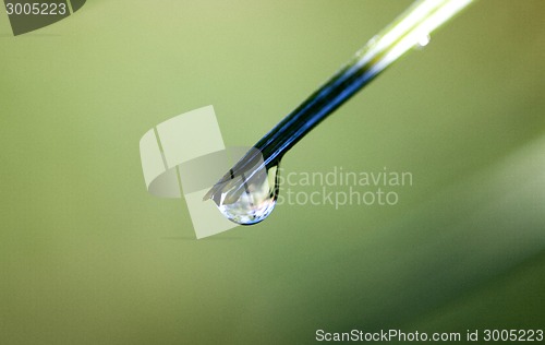 Image of Pine Needles and dew