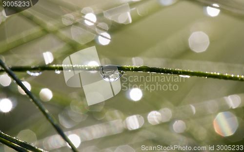 Image of Pine Needles and dew