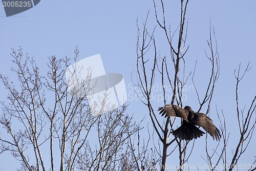 Image of Juvenile Golden Eagle Wings spread