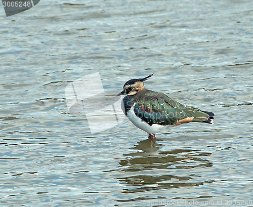 Image of Northern Lapwing