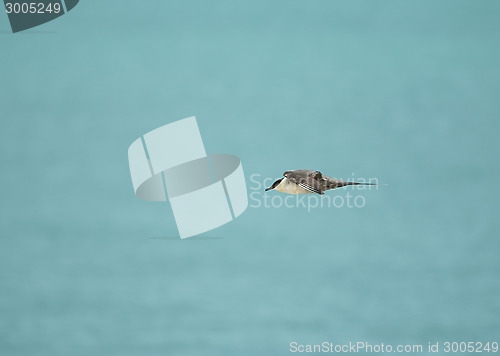 Image of Long-tailed Skua