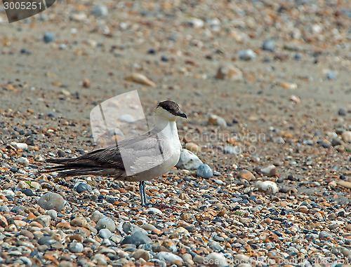 Image of Long-tailed Skua