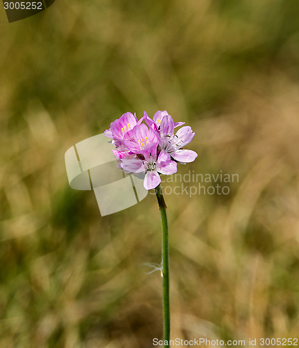 Image of Sea Thrift