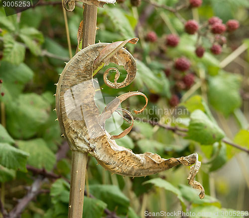 Image of Dried Teasel Leaf