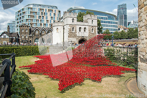 Image of Poppies at The Tower