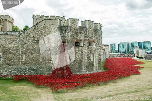 Image of Poppies at The Tower