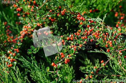 Image of Cotoneaster Bush