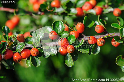 Image of Cotoneaster Bush