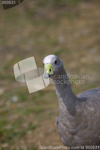 Image of goose